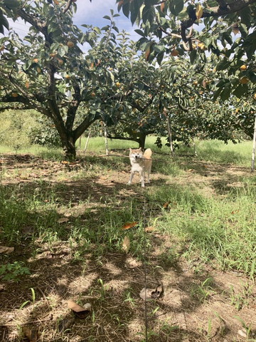 棒くわえるワンコ遠く