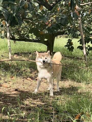 棒くわえるワンコ少しアップ