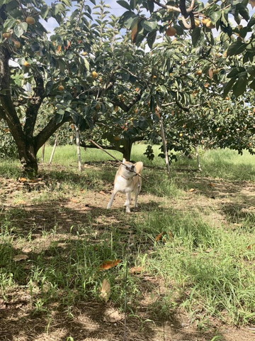 棒を斜めにするワンコ