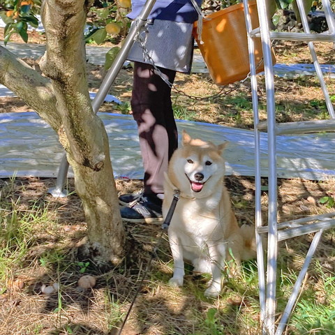 お座りして笑顔ワンコ