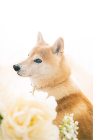 柴犬のきれいな写真
