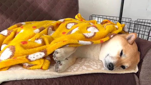 横になるふう太くん