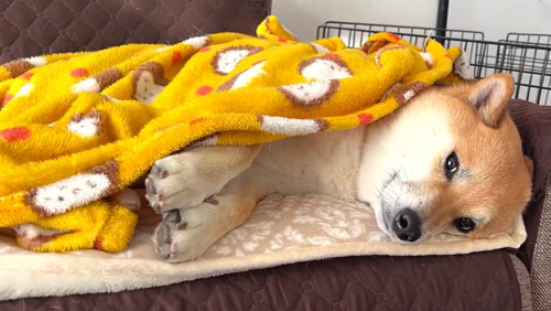 人に気づくふう太くん