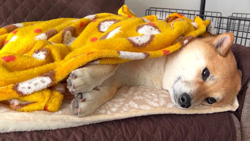 人を目で追うふう太くん