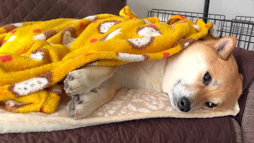 視線を外さないふう太くん