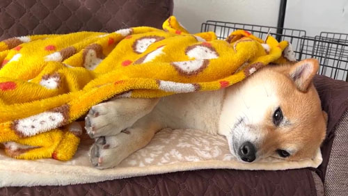 また眠たそうな様子のふう太くん