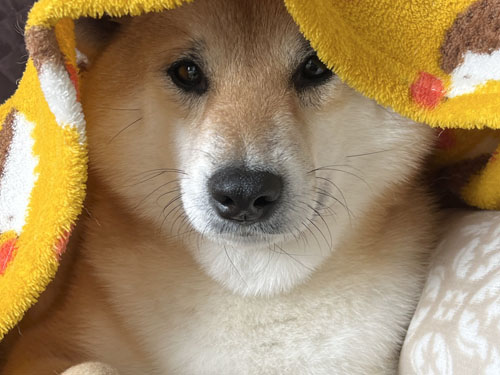 ふっくらしたふう太くんのアゴ