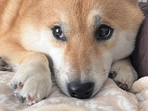 横を見るふう太くん