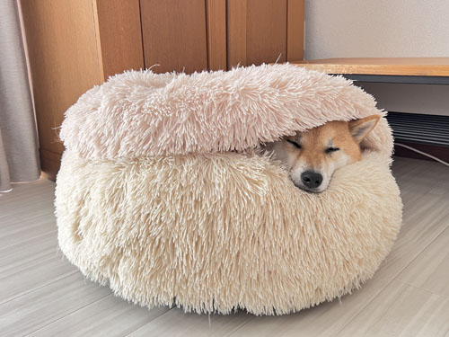 ハンバーガーになるふう太くん