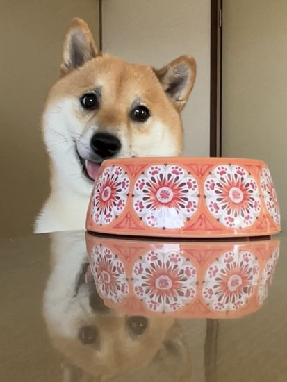 ご飯が待ちきれないふう太くん