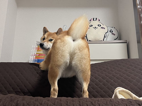 おしりを見せるふう太くん