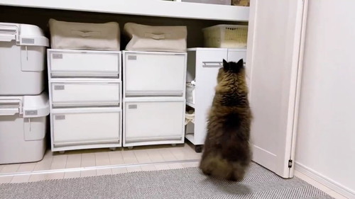 クローゼットをのぞく猫