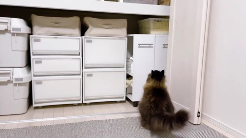 ジャンプしようとする猫