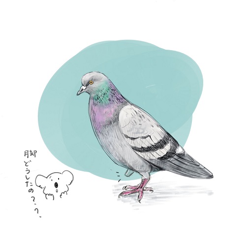 片足の鳩