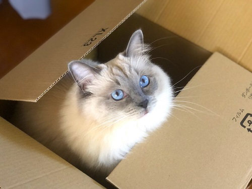 ペットショップ生体販売