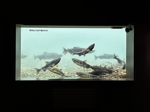 鮭かっさばポーチ06