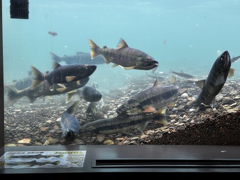 鮭かっさばポーチ07