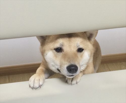 違いが分かる柴犬