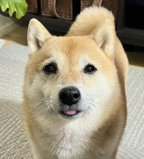 違いが分かる柴犬