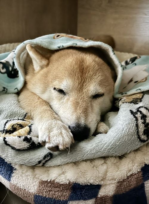 違いが分かる柴犬