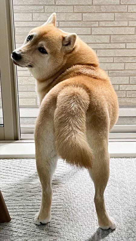 違いが分かる柴犬