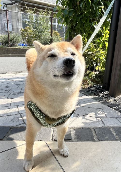 違いが分かる柴犬