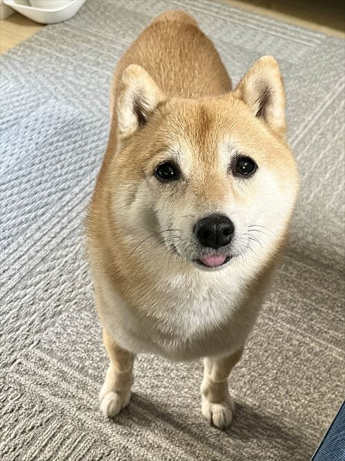 違いが分かる柴犬