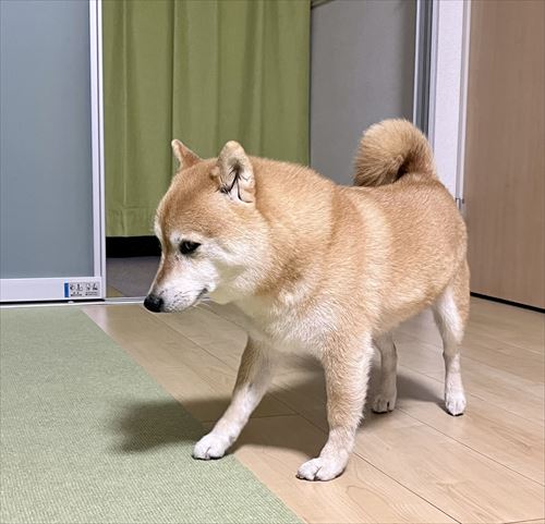 違いが分かる柴犬