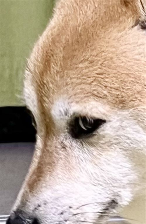 違いが分かる柴犬