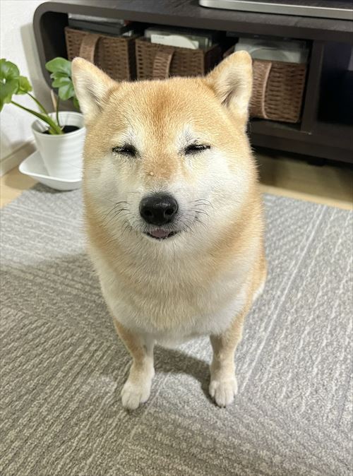 違いが分かる柴犬