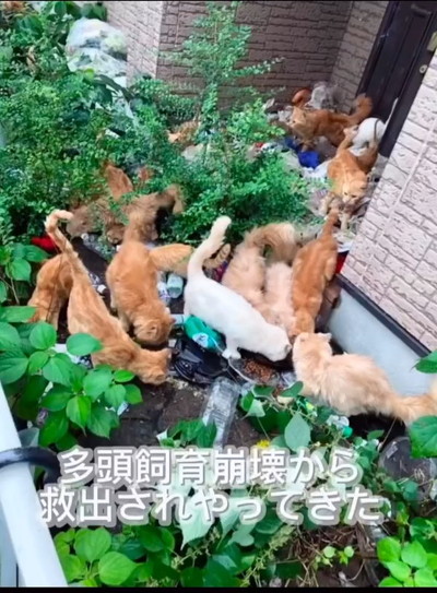 多頭飼育崩壊だった猫たち