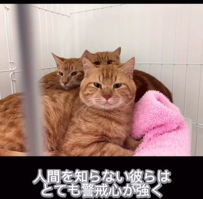 警戒する猫たち