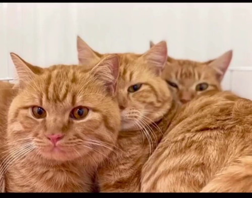 多頭飼育崩壊だった猫たち