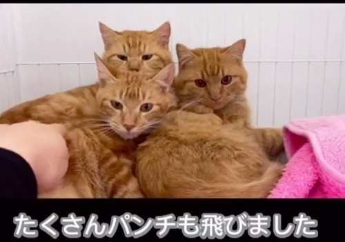 多頭飼育崩壊だった猫たち