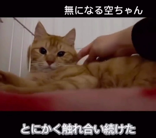 無の表情の猫