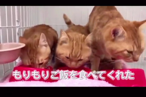 ご飯食べる猫たち