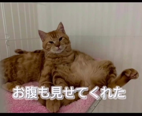 お腹見せる猫