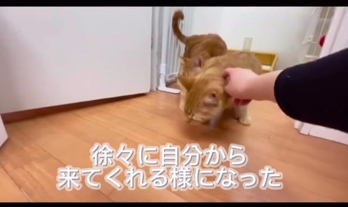 自分からきた猫たち