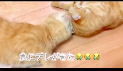 デレる猫たち