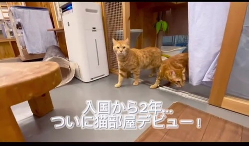多頭飼育崩壊だった猫たち