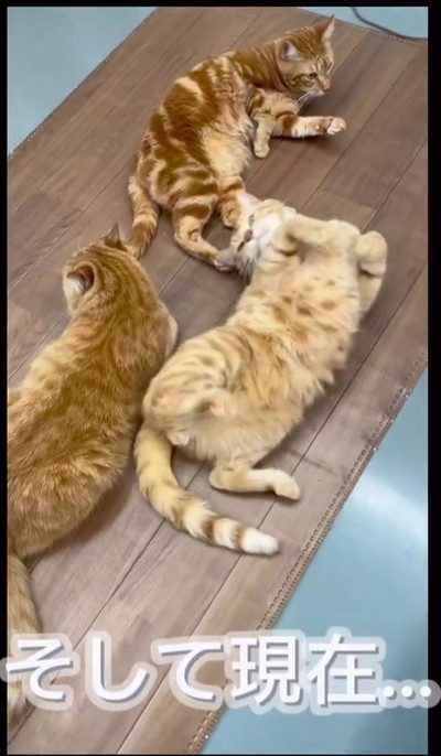 多頭飼育崩壊だった猫たち