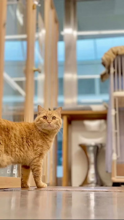 多頭飼育崩壊だった猫たち