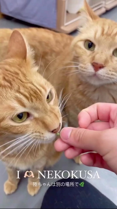多頭飼育崩壊だった猫たち