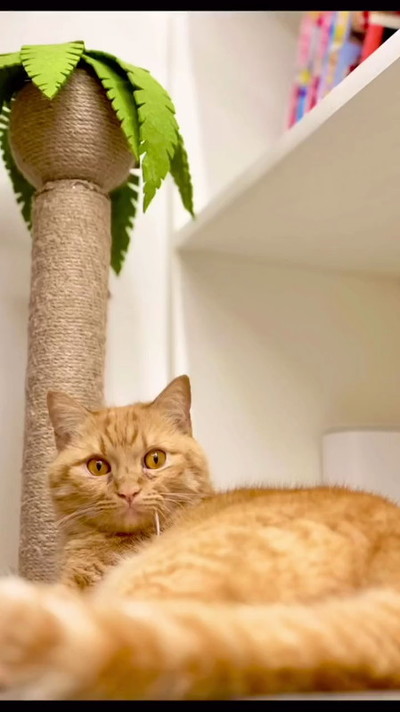 多頭飼育崩壊だった猫たち