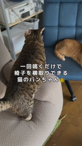 パンちゃんの一声