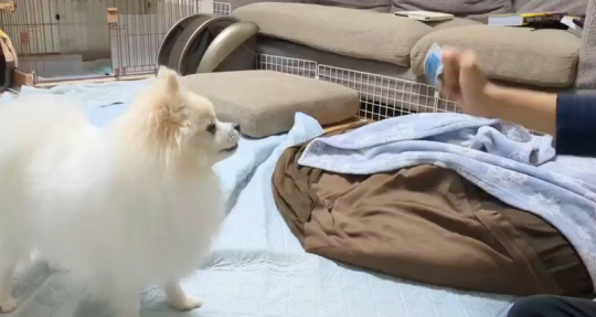 ポメラニアン Soraさん