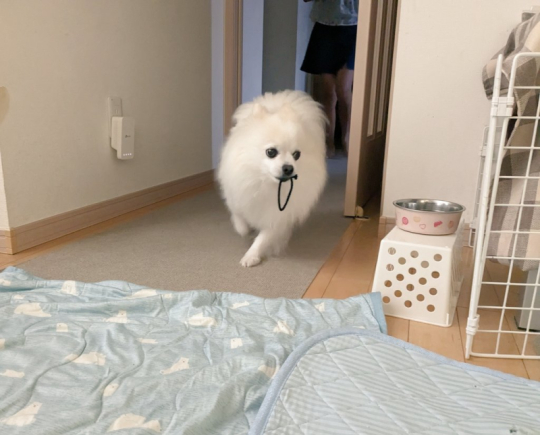 ポメラニアン Soraさん