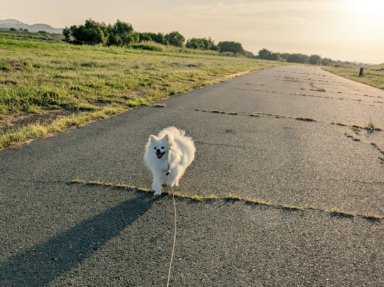 ポメラニアン Soraさん