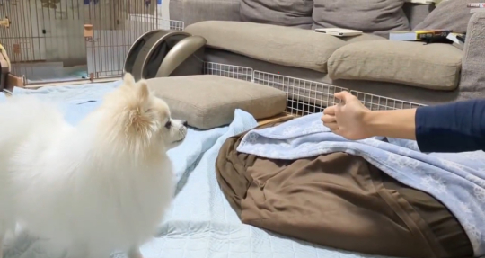 ポメラニアン Soraさん