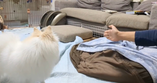 ポメラニアン Soraさん